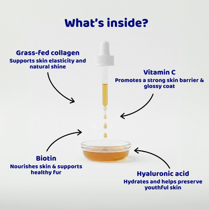 Pawgevity™ Natural Collagen for Dogs - Patyne