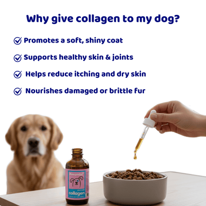 Pawgevity™ Natural Collagen for Dogs - Patyne